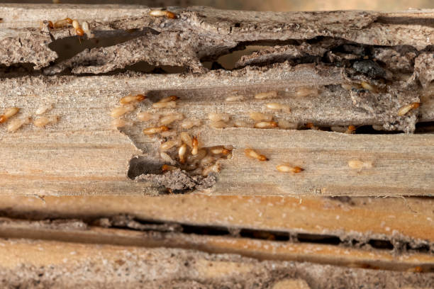 Pest Control Cost in Crescent, OK